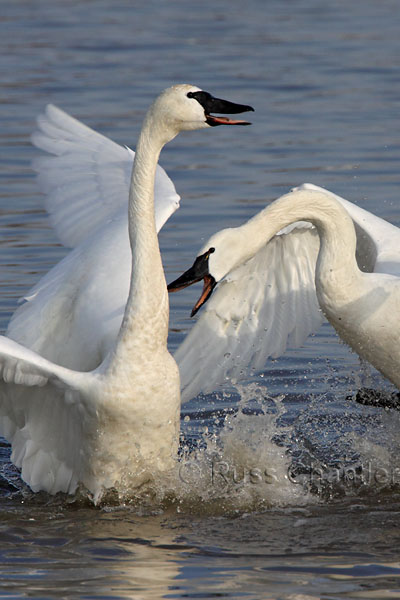 Tundra Swan © Russ Chantler